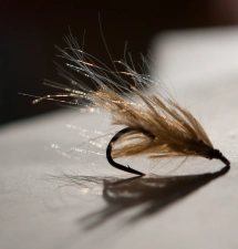 Transparency Transparency