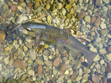 Fly in the mouth Fly in the mouth