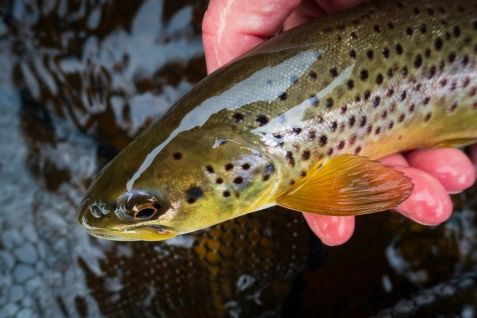 Brown trout Brown trout