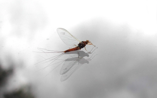BWO female BWO female