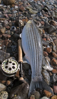 Who called me fatty? Who called me fatty?