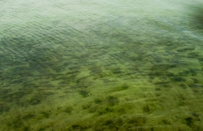 School of roach School of roach