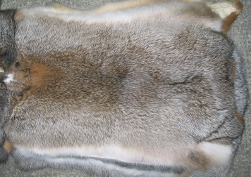 A hare colored rabbit skin A hare colored rabbit skin