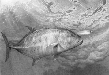 Bluefin, sketch Bluefin, sketch