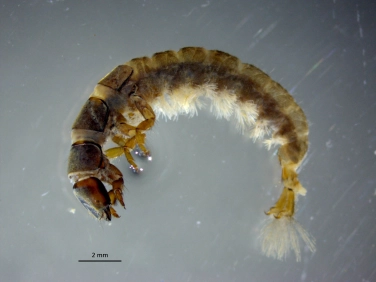 Hydropsyche Hydropsyche