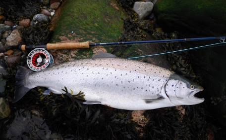 A well conditioned sea run brown trout A well conditioned sea run brown trout