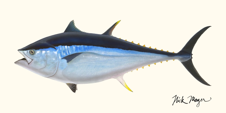 Giant bluefin Giant bluefin